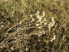Cirsium arvense integrifolium