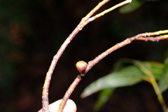 Eucalyptus viminalis