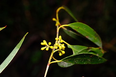 Eucalyptus viminalis