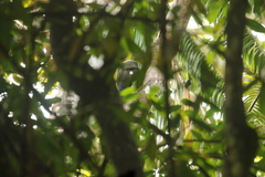 Cercopithecus nictitans