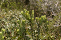 Aotus lanigera