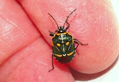 Grossiana persignata