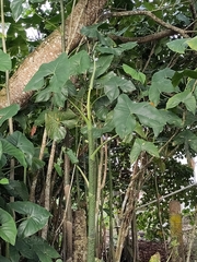 Montrichardia arborescens
