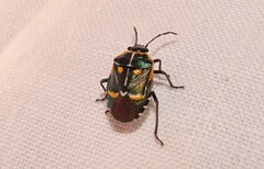 Grossiana persignata