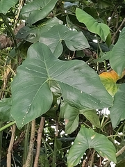 Montrichardia arborescens