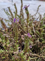 Verbena bracteata