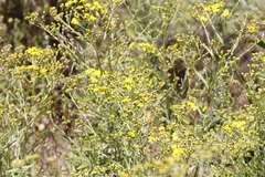 Senecio pterophorus