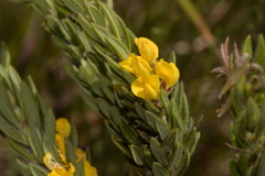 Aotus lanigera