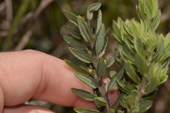 Aotus lanigera