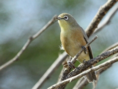 Zosterops pallidus