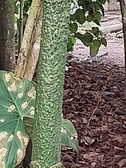 Montrichardia arborescens