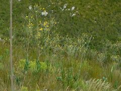Osteospermum junceum