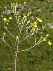 Osteospermum junceum
