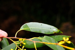 Eucalyptus viminalis