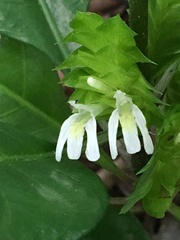 Lepidagathis nemoralis