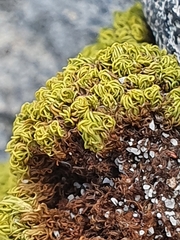 Hypodontium