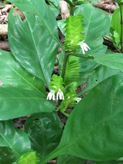 Lepidagathis nemoralis