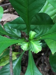 Lepidagathis nemoralis