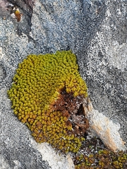 Hypodontium