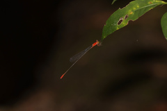 Teinobasis rufithorax