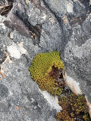 Hypodontium