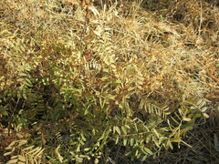 Vicia nervata
