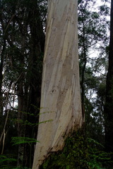 Eucalyptus viminalis