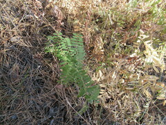 Vicia nervata