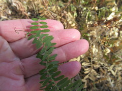 Vicia nervata