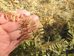Vicia nervata