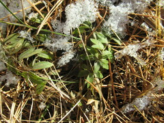 Sibbaldianthe bifurca