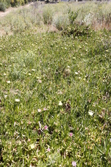 Carpobrotus edulis edulis