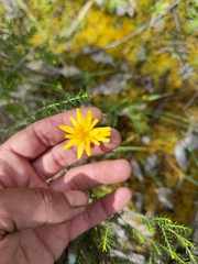 Microseris walteri