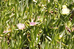 Carpobrotus edulis edulis