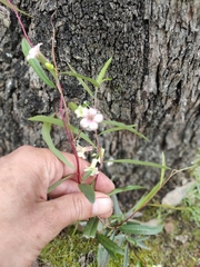 Billardiera cymosa