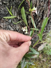Billardiera cymosa