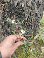 Billardiera cymosa