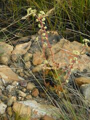 Crassula atropurpurea