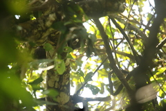 Cercopithecus nictitans