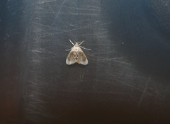 Lipocosmodes fuliginosalis