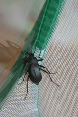 Blaps lusitanica