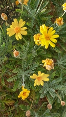 Euryops pectinatus