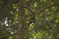 Cercopithecus nictitans