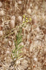 Senecio pterophorus