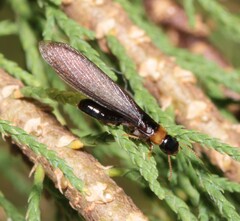 Kalotermes flavicollis