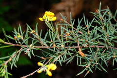 Pultenaea juniperina