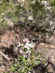 Cyanothamnus anemonifolius variabilis