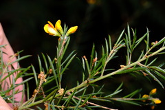 Pultenaea juniperina