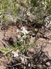 Cyanothamnus anemonifolius variabilis
