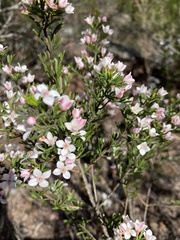 Cyanothamnus anemonifolius variabilis